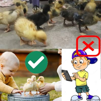 duck chicks chuza home delivery door step