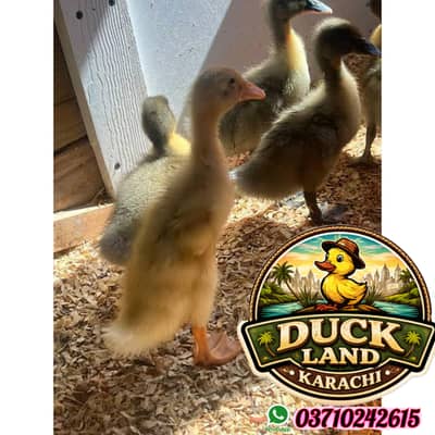 duck chicks chuza home delivery door step