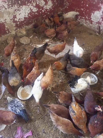 Golden misri and lohman Gold.