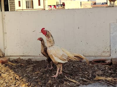 Aseel murgha for sale