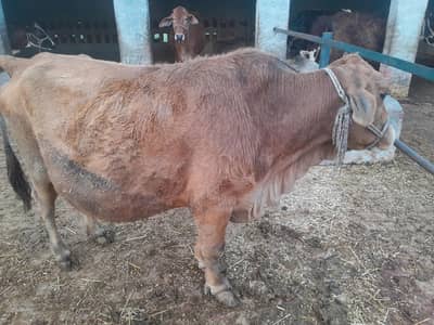 sadi beya key ley. or qurbani digar taqrib key ley beautiful cow .