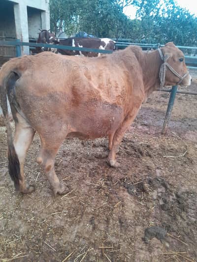 sadi beya key ley. or qurbani digar taqrib key ley beautiful cow .