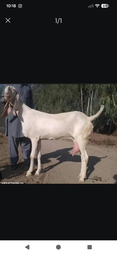 Goat Rajanpuri breeder Female