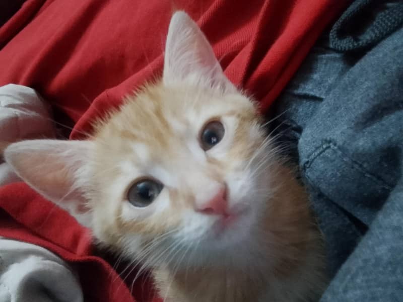 kittens for adoption 1