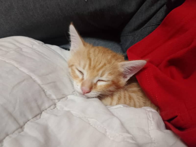 kittens for adoption 2