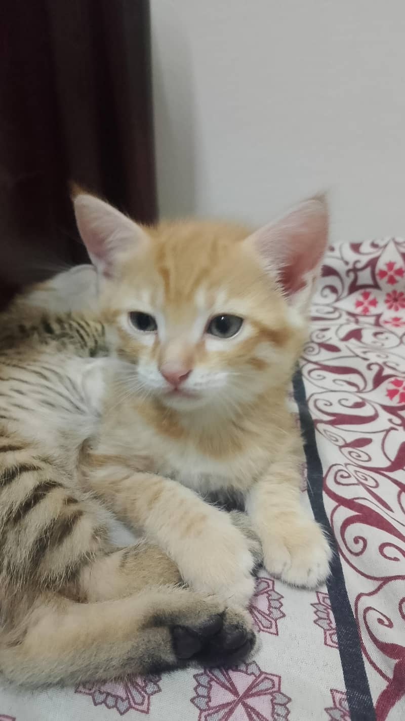 kittens for adoption 3