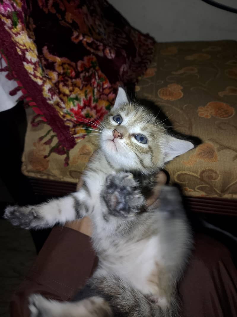 kittens for adoption 4