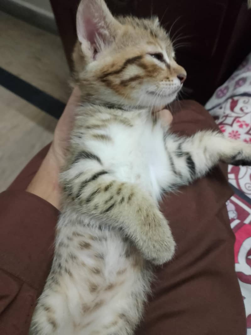 kittens for adoption 5