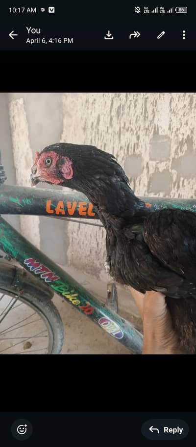 good hens Pakistani thi