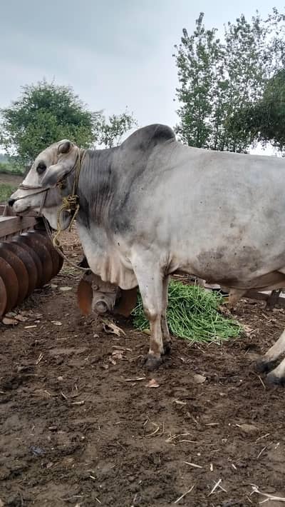 Bull / Bachra / Wacha / Desi bachre / Qurbani ka janwar / Qurbani 2026
