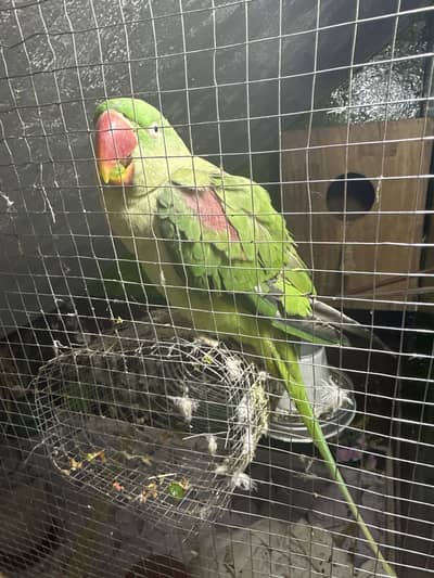 RAW TALKING PARROTS PAIR FOR SALE