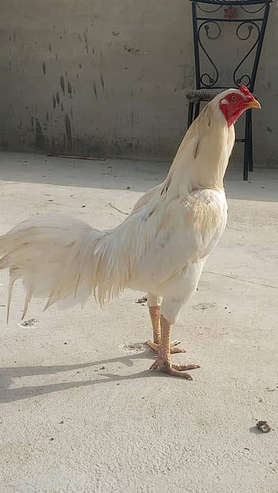 Aseel Heera Top Quality Breeder