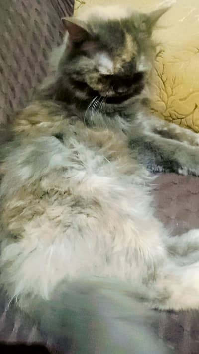 percian pregnant cat