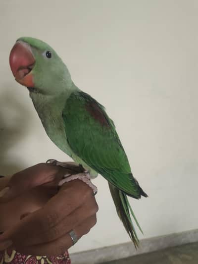 Kashmiri raw full size