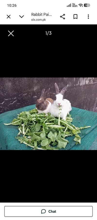 Rabbit for sale. Cheap. urgent
