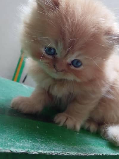 punch male kitten, triple cotted,healthy and active , toilet trained