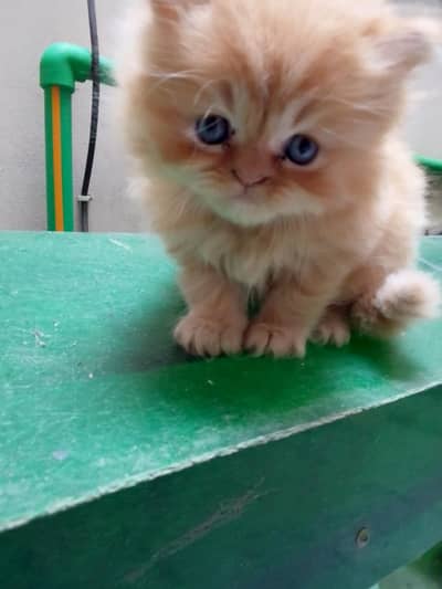 punch male kitten, triple cotted,healthy and active , toilet trained