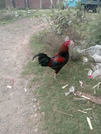 dasi aseel cross murga