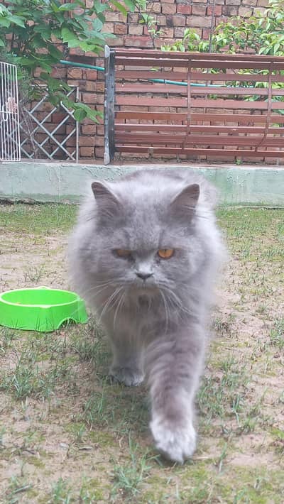persian cat