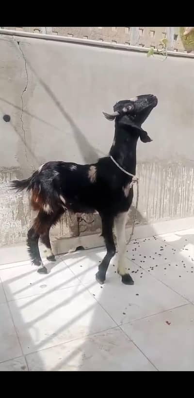 tapra 2 dant khassi bakra  qurbani 2026