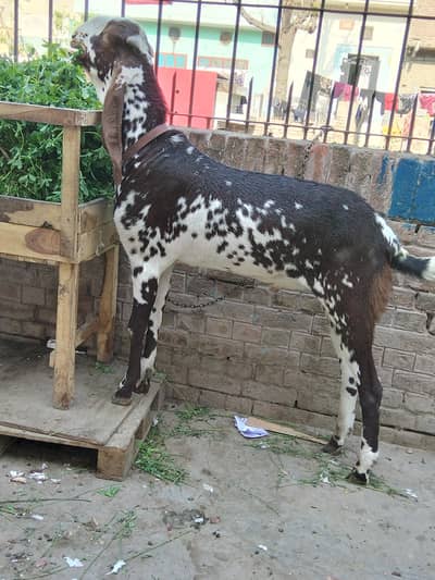 2 dant bakra