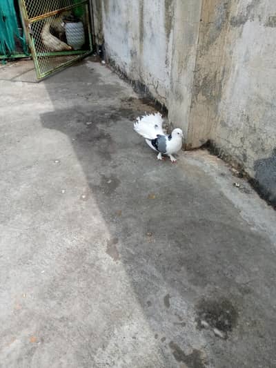 laka kabooter fancy pigeon