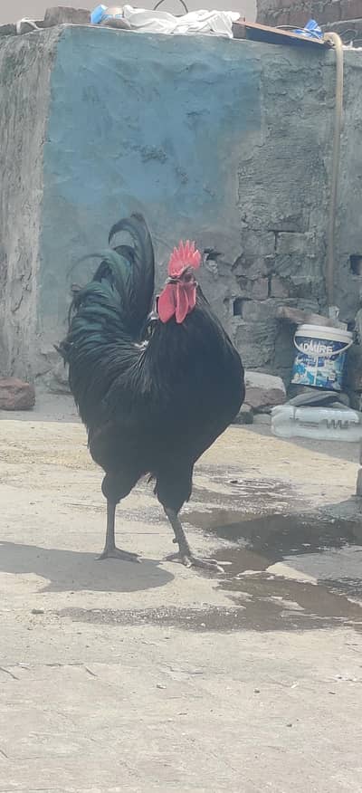 Heritage Black Australorp Male For Sale