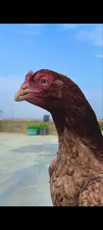 ASEEL HENS FOR SALE IN ISLAMABAD AND RAWALPINDI