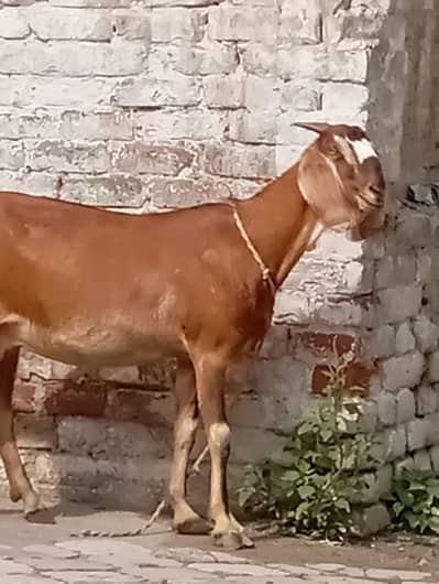 nagra beauty dood wali 03141446467