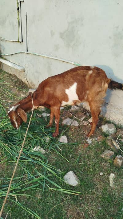 Tazi Doodh wali bakri
