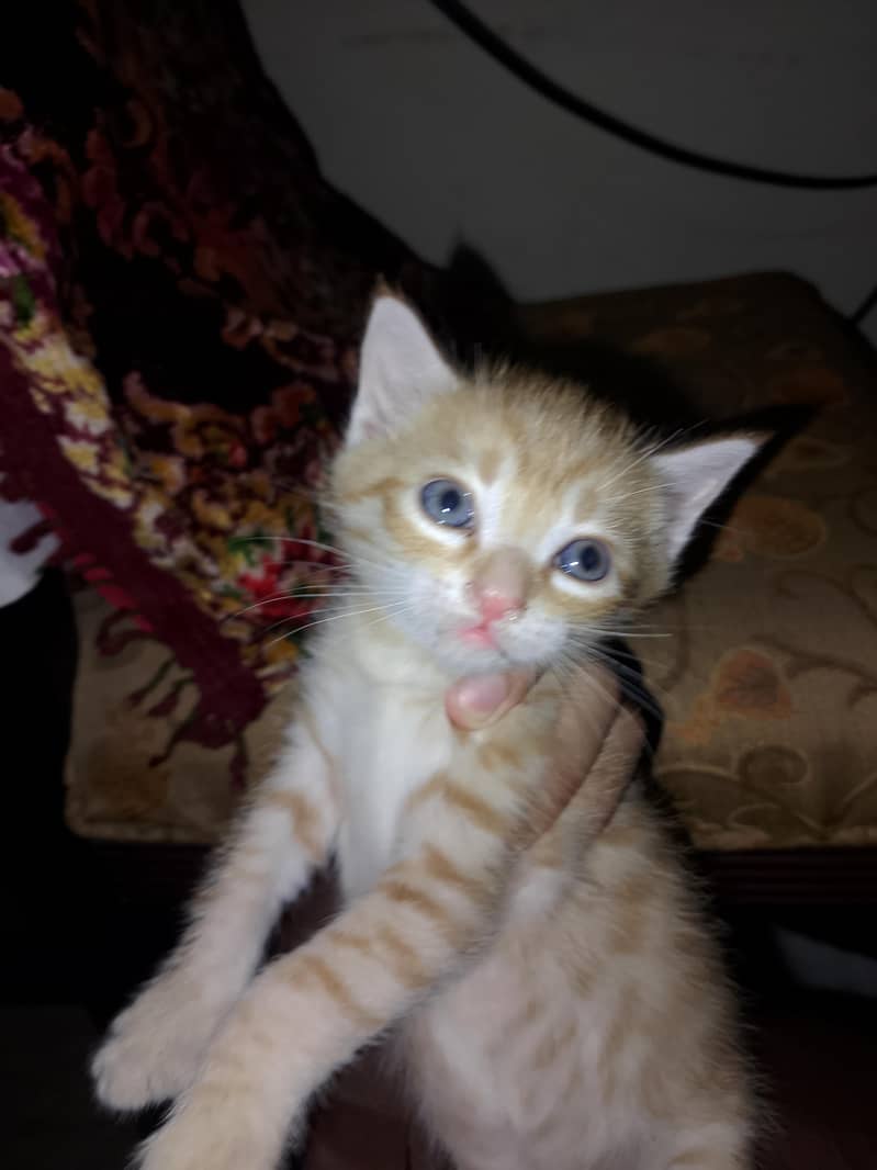 kittens for adoption 0