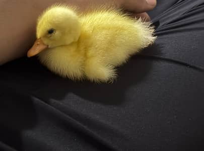 checks ducks 03099251602