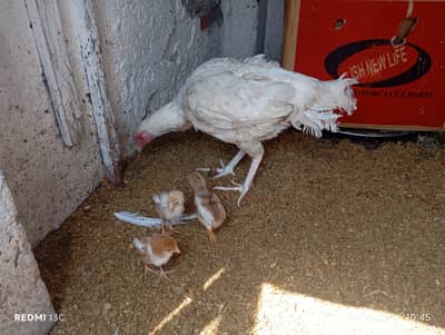 Heera aseel murgi ur chota