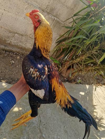 Sava murga for sale Full healthy