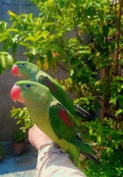 Kashmeri Raw parrot available for sale in very reasonable price