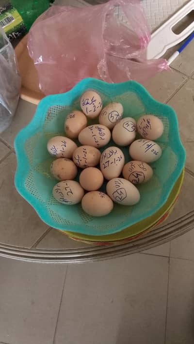 Aseel eggs for sale