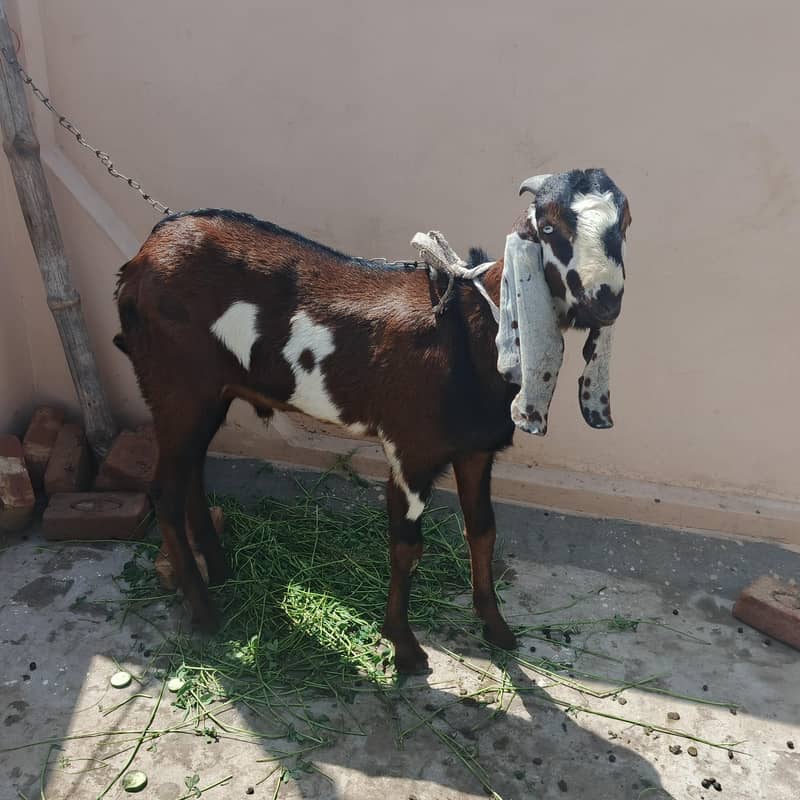 2 bakra 1