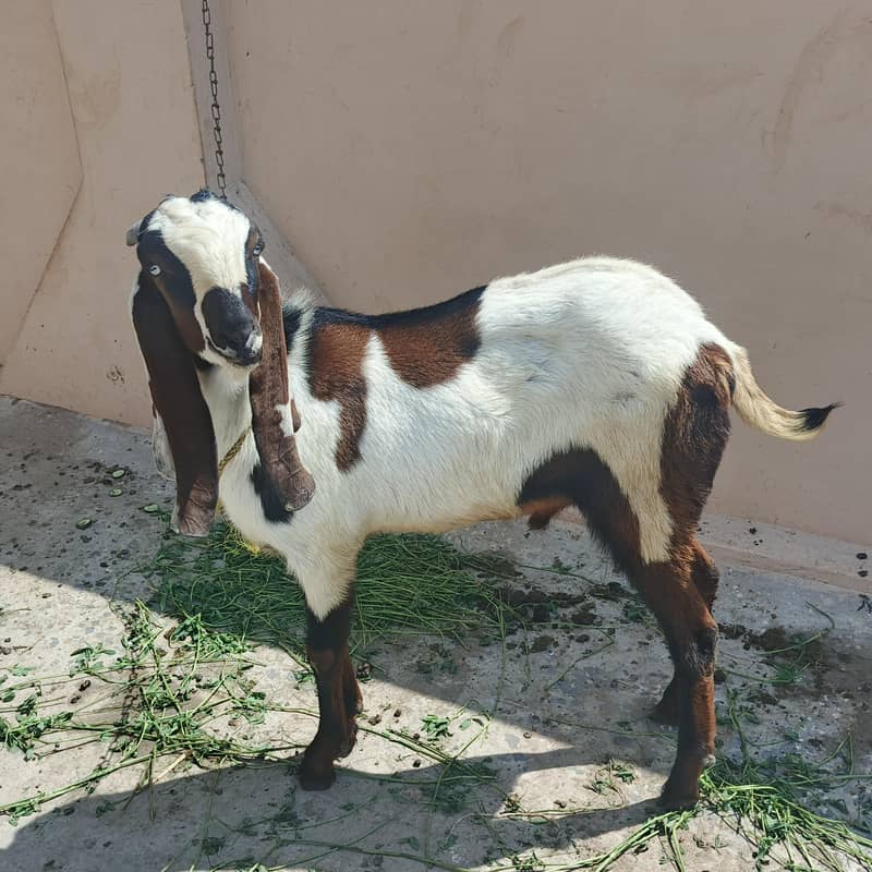 2 bakra 3