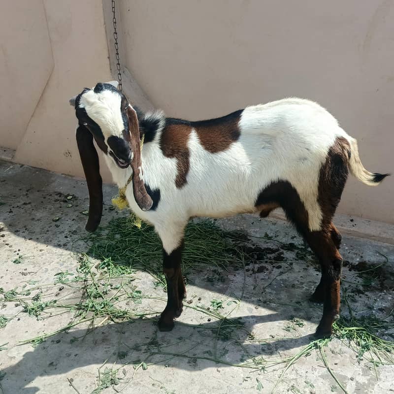2 bakra 4