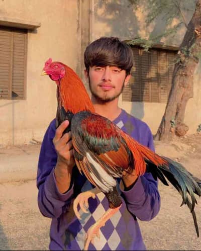 Ali Husnain