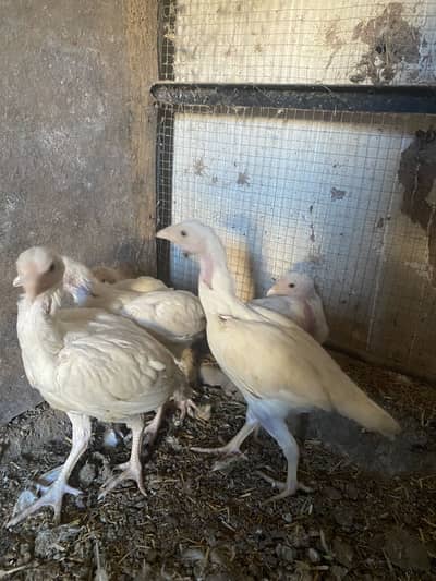 Aseel heera 3000 R/s per pic