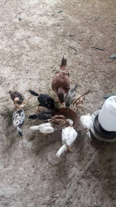 Aseel Hen with 10 chicks For sale kids age 1.5 month