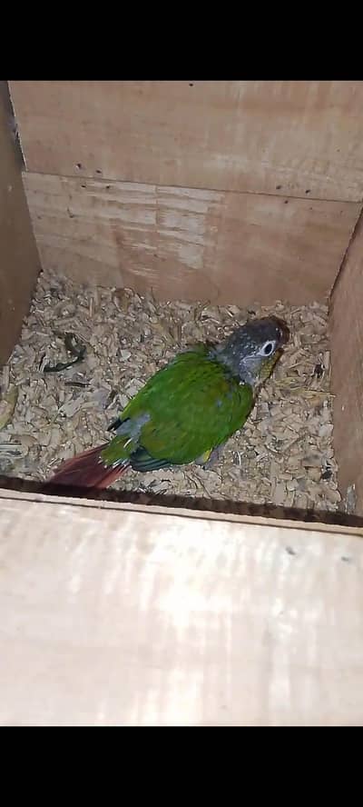 green chick Conour ka chick