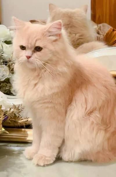 For Sale: Premium Double-Coated Persian Kitten 