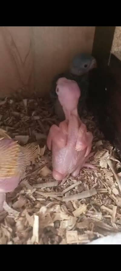 YELLOW RINGNECK CHICK FOR SALE 
