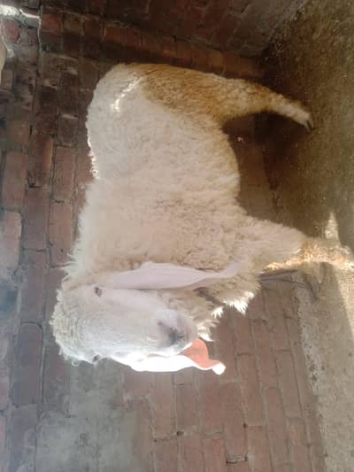 chatray for qurbani 2026