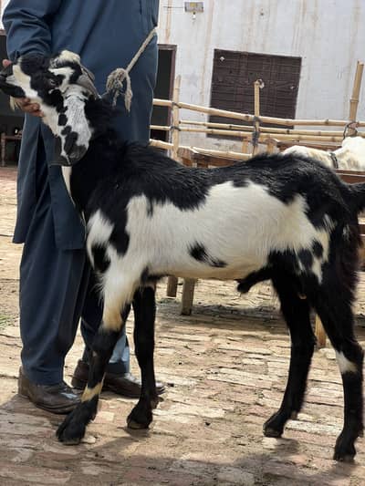 Bakra
