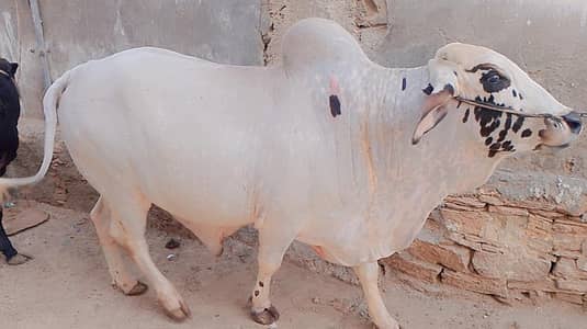 2 dant bachra khubsurat 03151057829