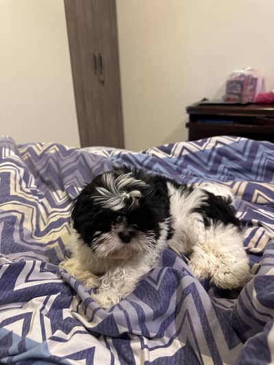 Shitzu Male Puppy