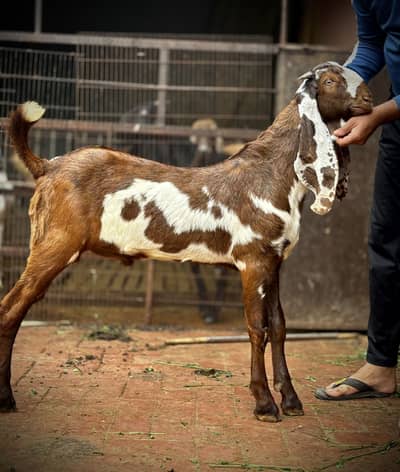 Naagra or Ablak bakry achi quality me